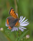 Small_Copper